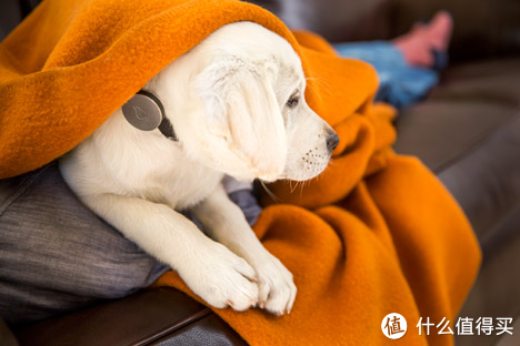 宠物电子设备公司Whistle推出狗用智能项圈_资