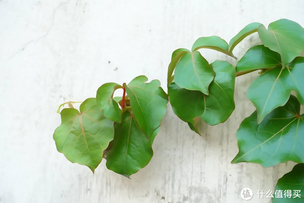 SONY 索尼 DSC-RX100 M3 黑卡数码相机,人像