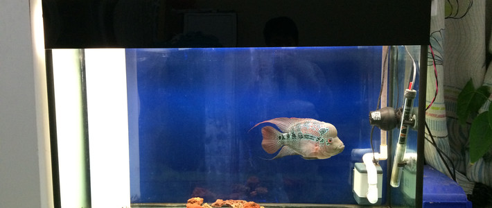 小学生自制小鱼缸 551644979e155.jpg_f710.jpg