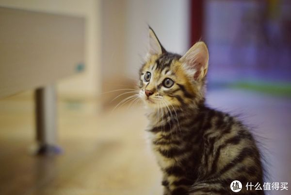 #一周热征#宠物#做合格铲屎官,从零开始的喵星