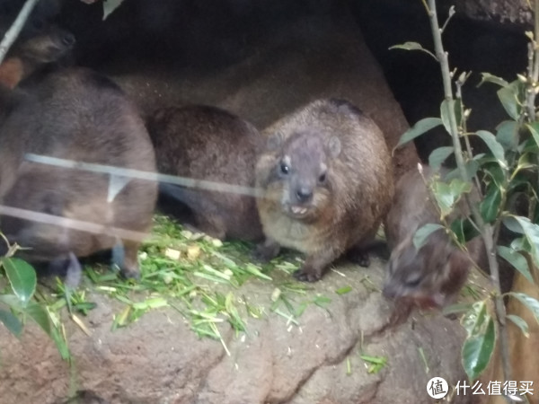 我用大年三十和初一,实践了大阪两日周游卡的