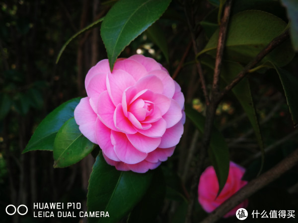 买信仰还是性价?华为P10、荣耀V9对比测评,附