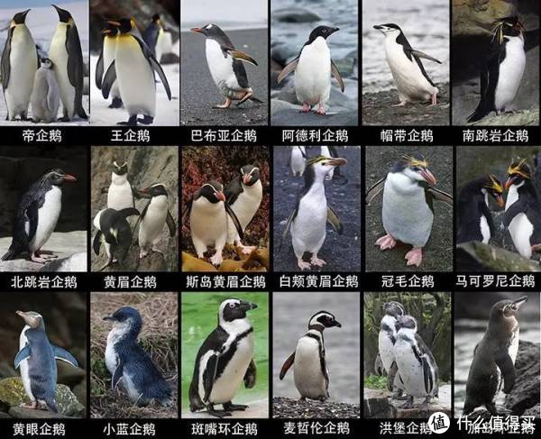 #自然小课堂#腾讯家的企鹅到底是什么品种?