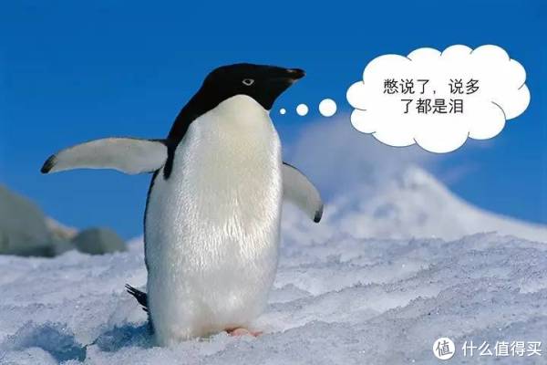 #自然小课堂#腾讯家的企鹅到底是什么品种?