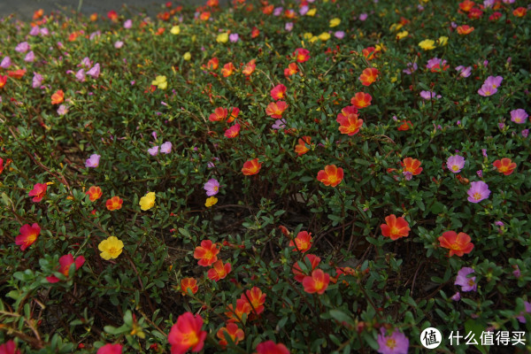 穷人也能玩转全幅!索尼A7系列最具性价比镜头