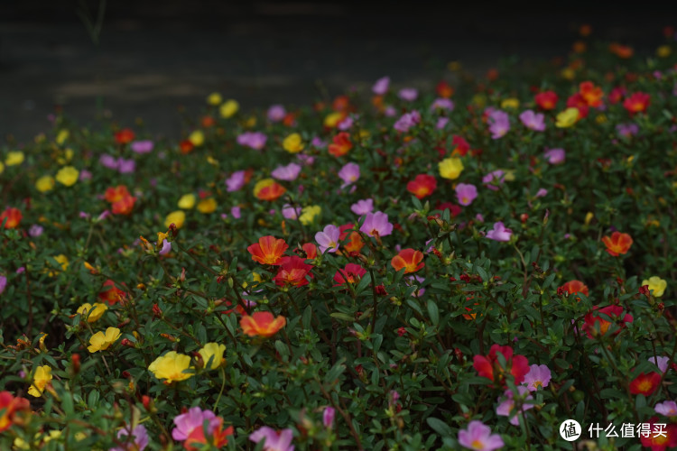 穷人也能玩转全幅!索尼A7系列最具性价比镜头