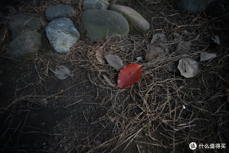 穷人也能玩转全幅!索尼A7系列最具性价比镜头