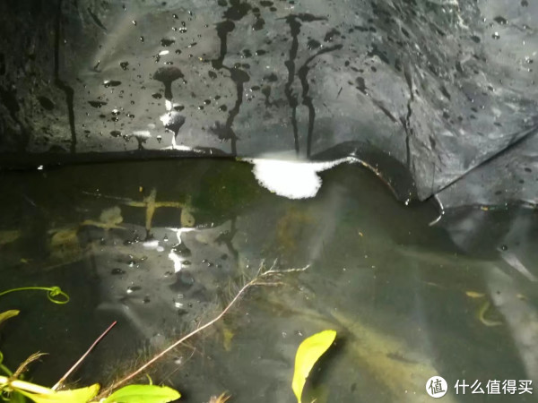 很爱养鱼的人,在天台建水池,让小鱼自我繁殖